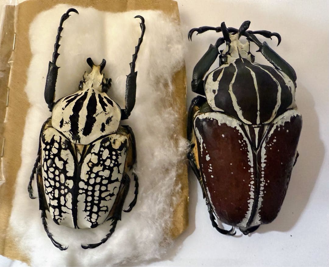 昆虫標本　ゴライアスオオツノハナムグリ　2頭　M6,7