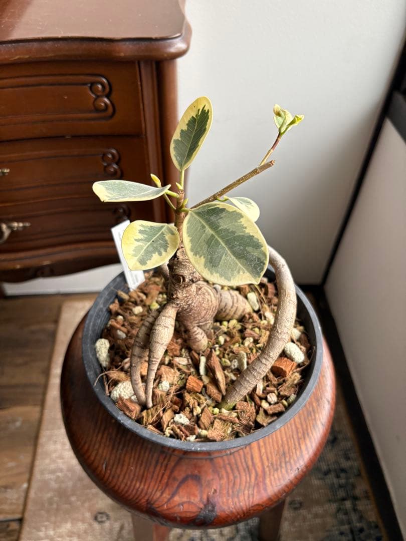 希少 フィカス パンダガジュマル 斑入り 接ぎ木