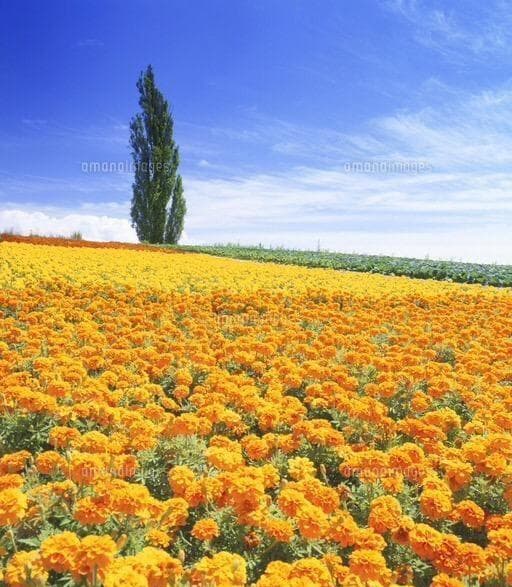 里芋の種、大量千粒＋マリーゴールド花種＋全国匿名送料無料です