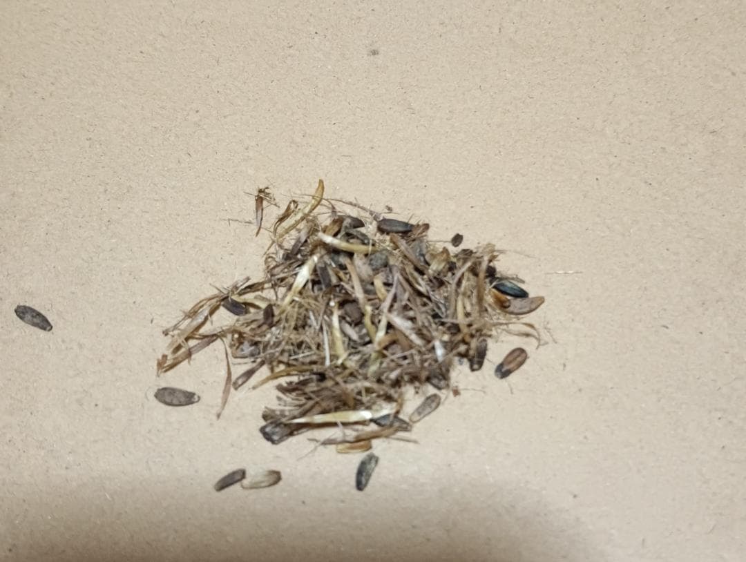 里芋の種、大量千粒＋マリーゴールド花種＋全国匿名送料無料です