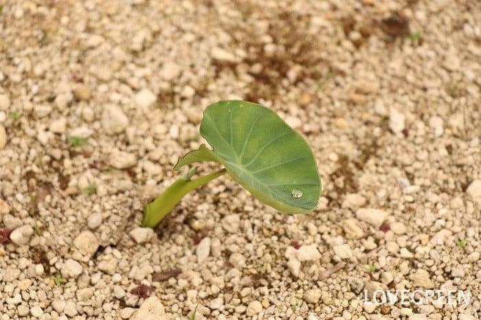 里芋の種、大量千粒＋マリーゴールド花種＋全国匿名送料無料です