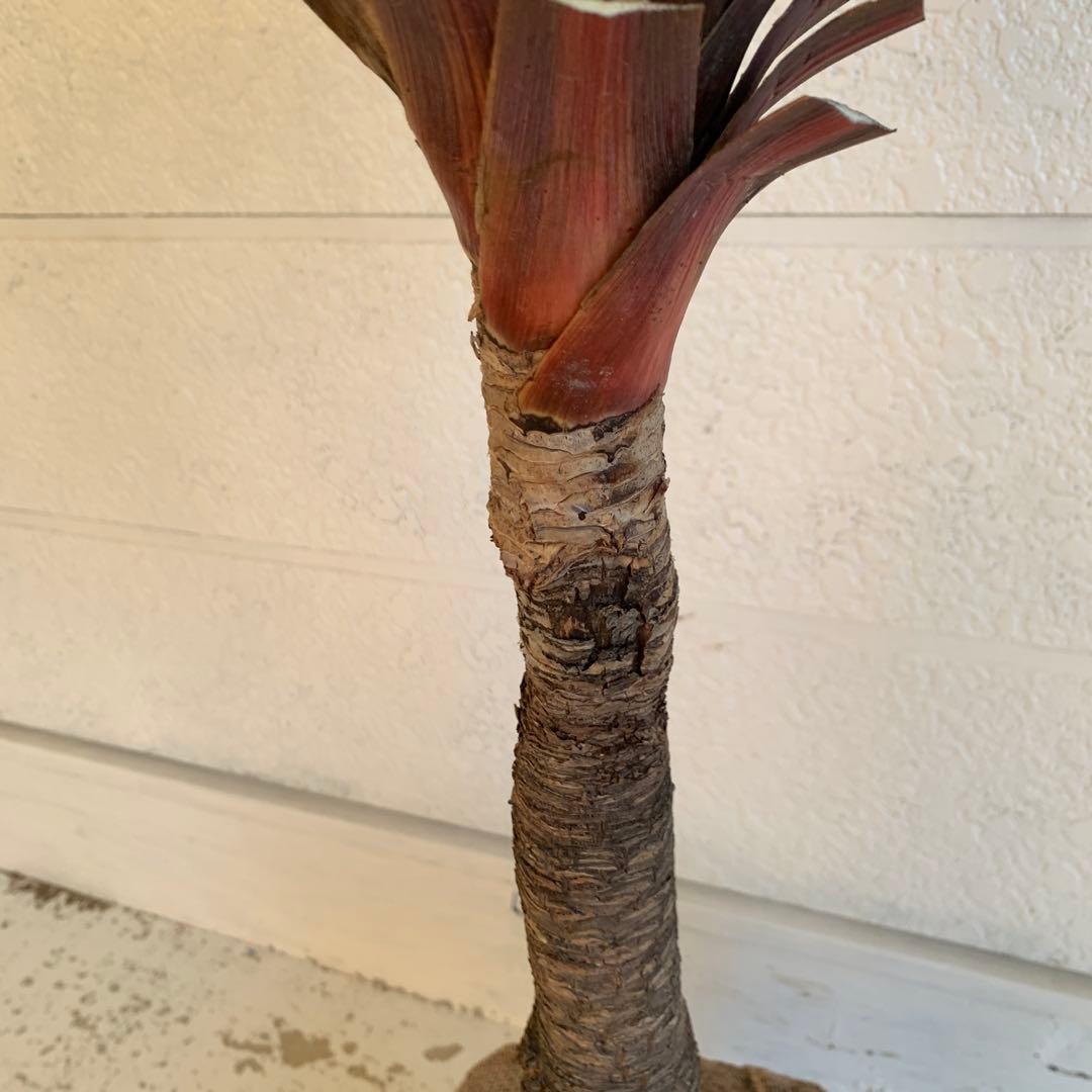 コルジリネ 赤ドラセナ　約140cm 幹長　レッドスター　48