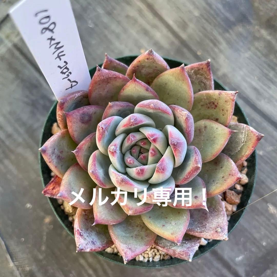 Mさん苗　108コロラータ×M4コロラータ