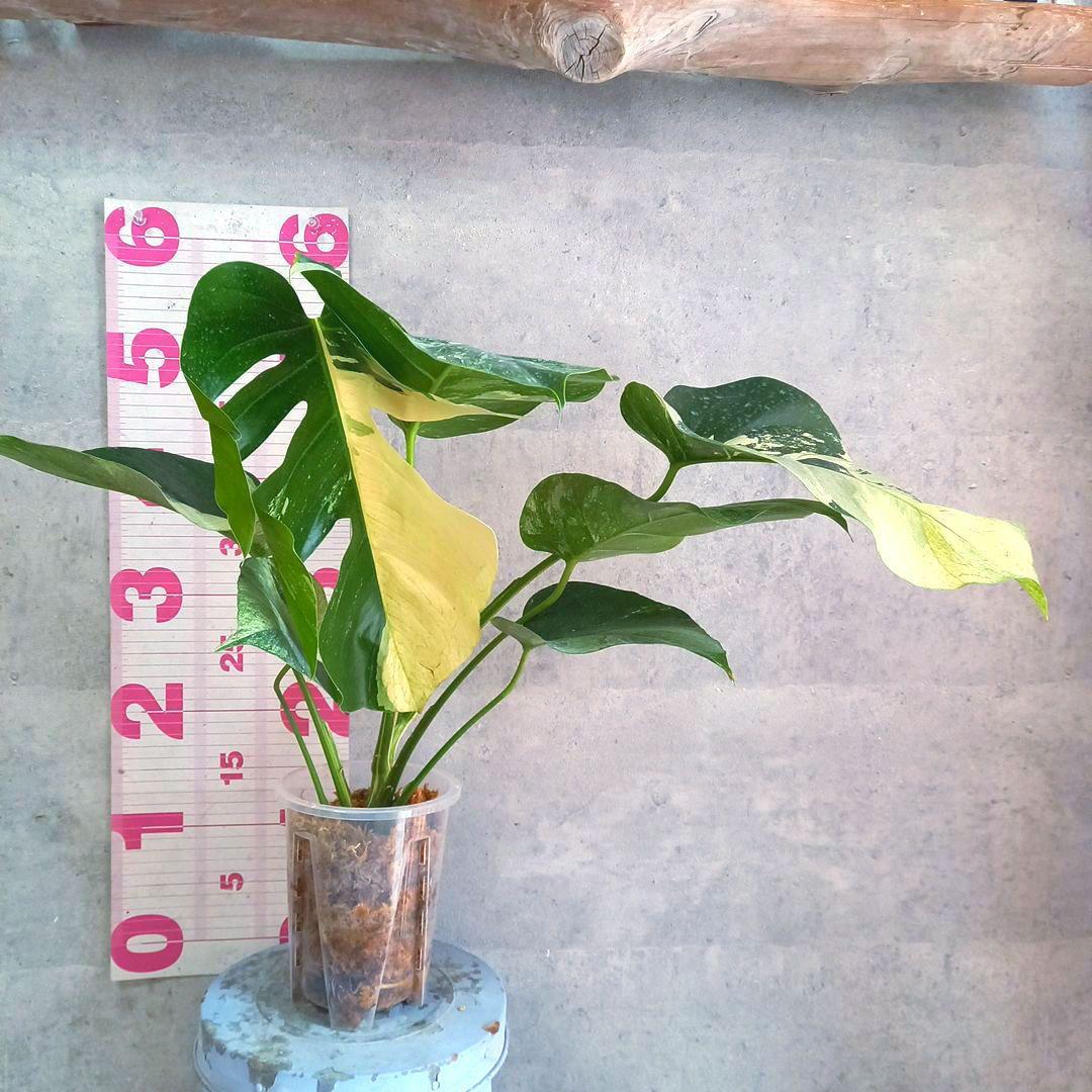 モンステラ ボルシギアナ ミント 特大