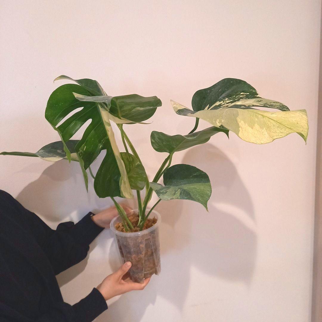 モンステラ ボルシギアナ ミント 特大