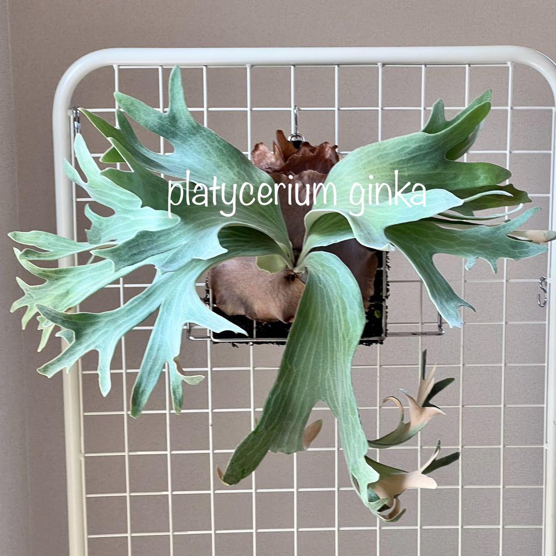 OC子株 platycerium ginka pup 銀華ギンカ54ビカクシダ
