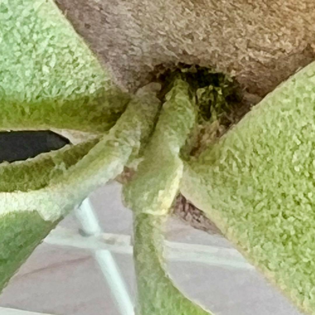 OC子株 platycerium ginka pup 銀華ギンカ54ビカクシダ