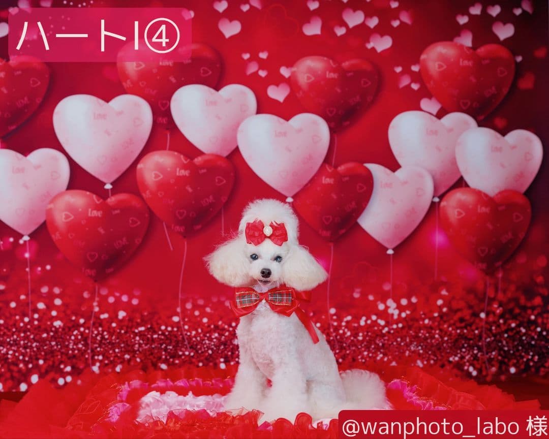 背景布【　お正月E　】サンプル　年賀状、ペット、子供撮影用　和柄　赤富士　梅の花