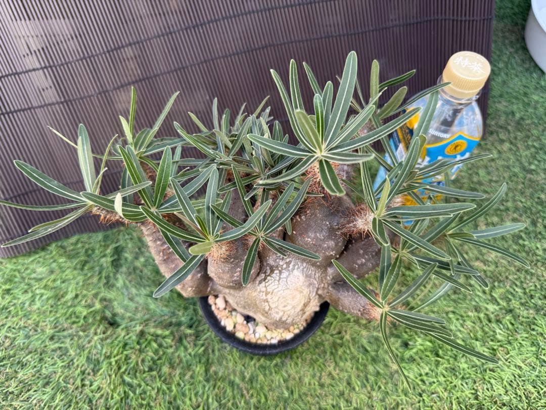 パキポディウム　グラキリス　多頭　コレクション株