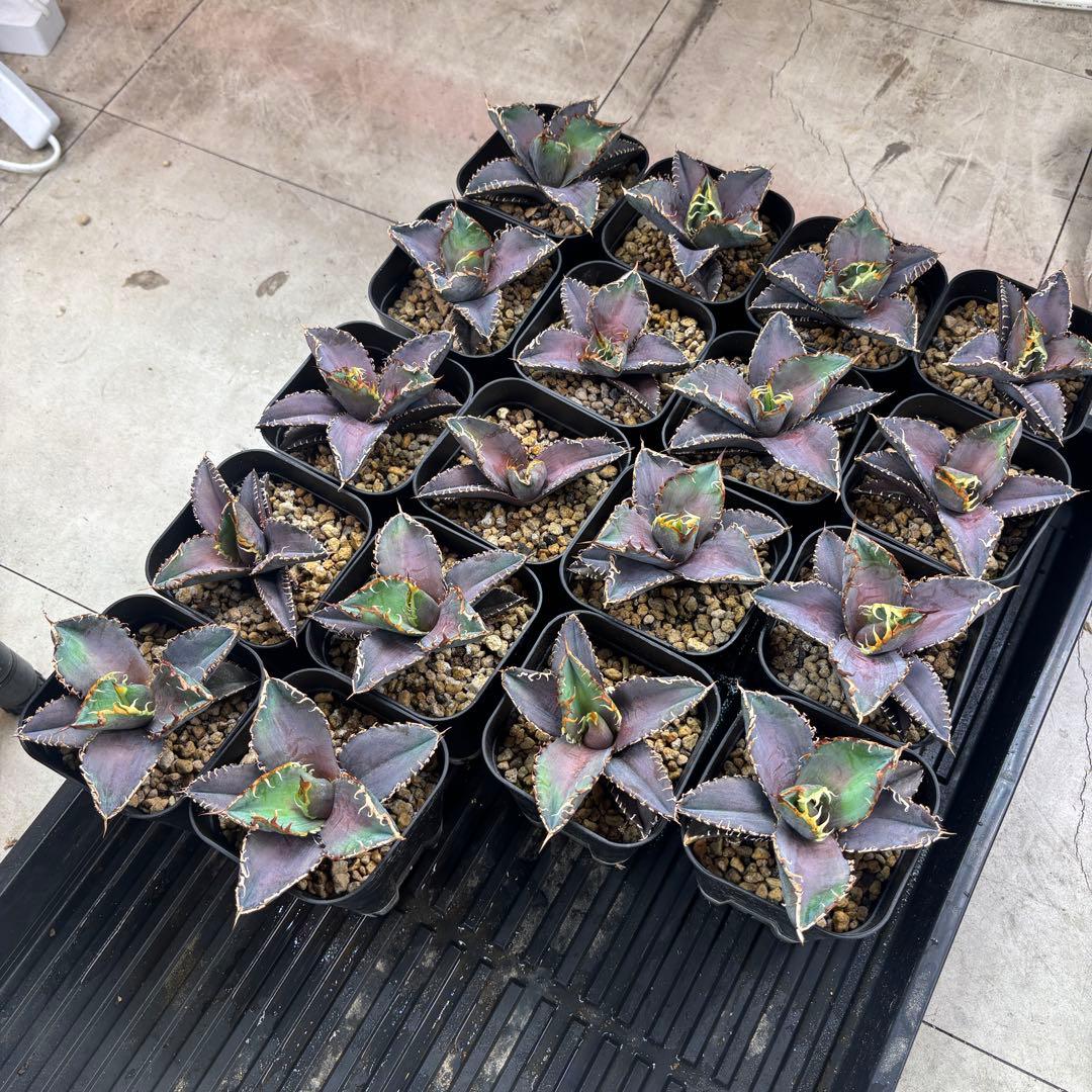 バナナシェイク