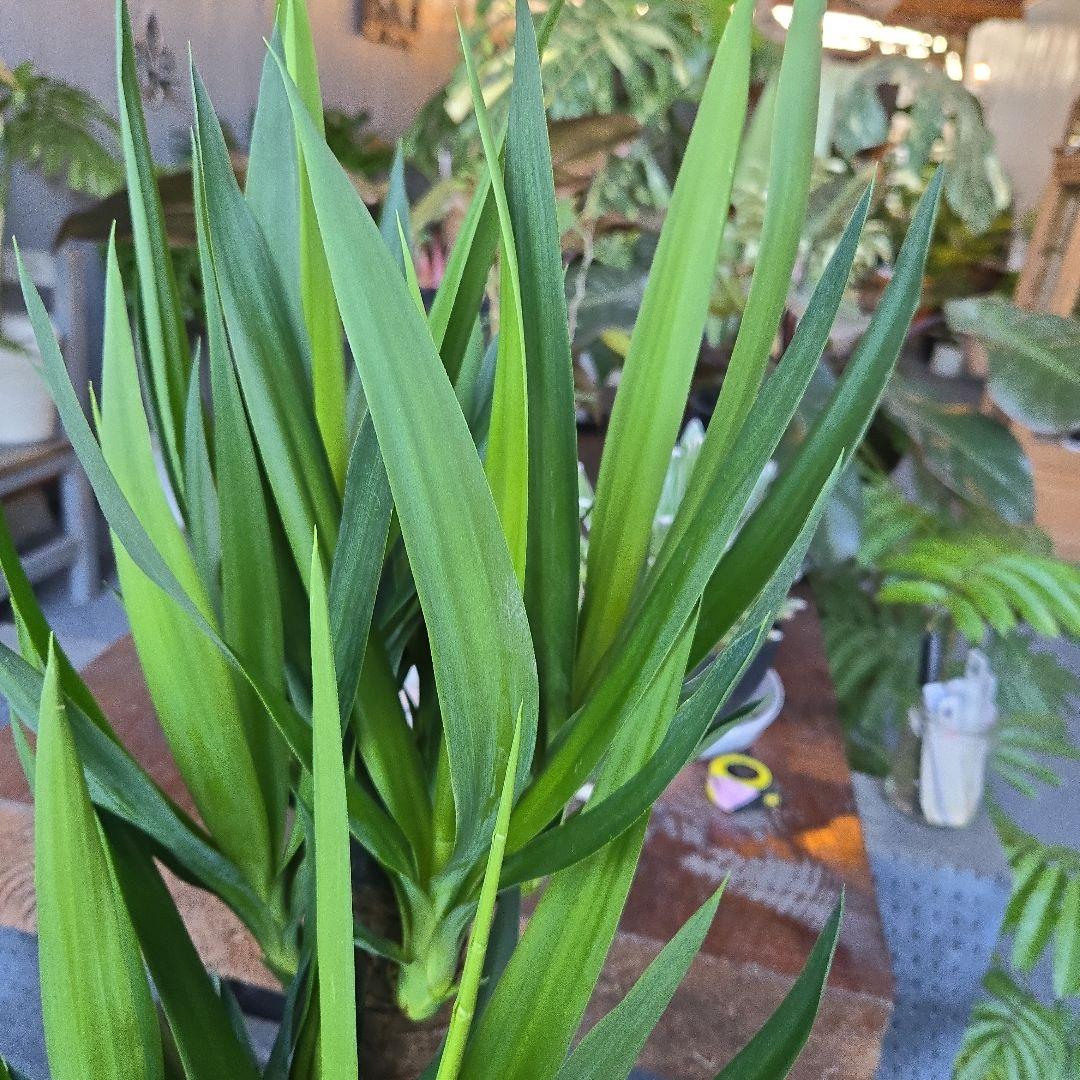 ①　ユッカ　エレファンティペス　８号　最高等級極上品‼️4本立ち