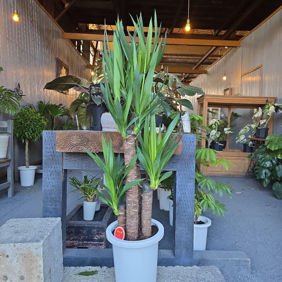 ①　ユッカ　エレファンティペス　８号　最高等級極上品‼️4本立ち