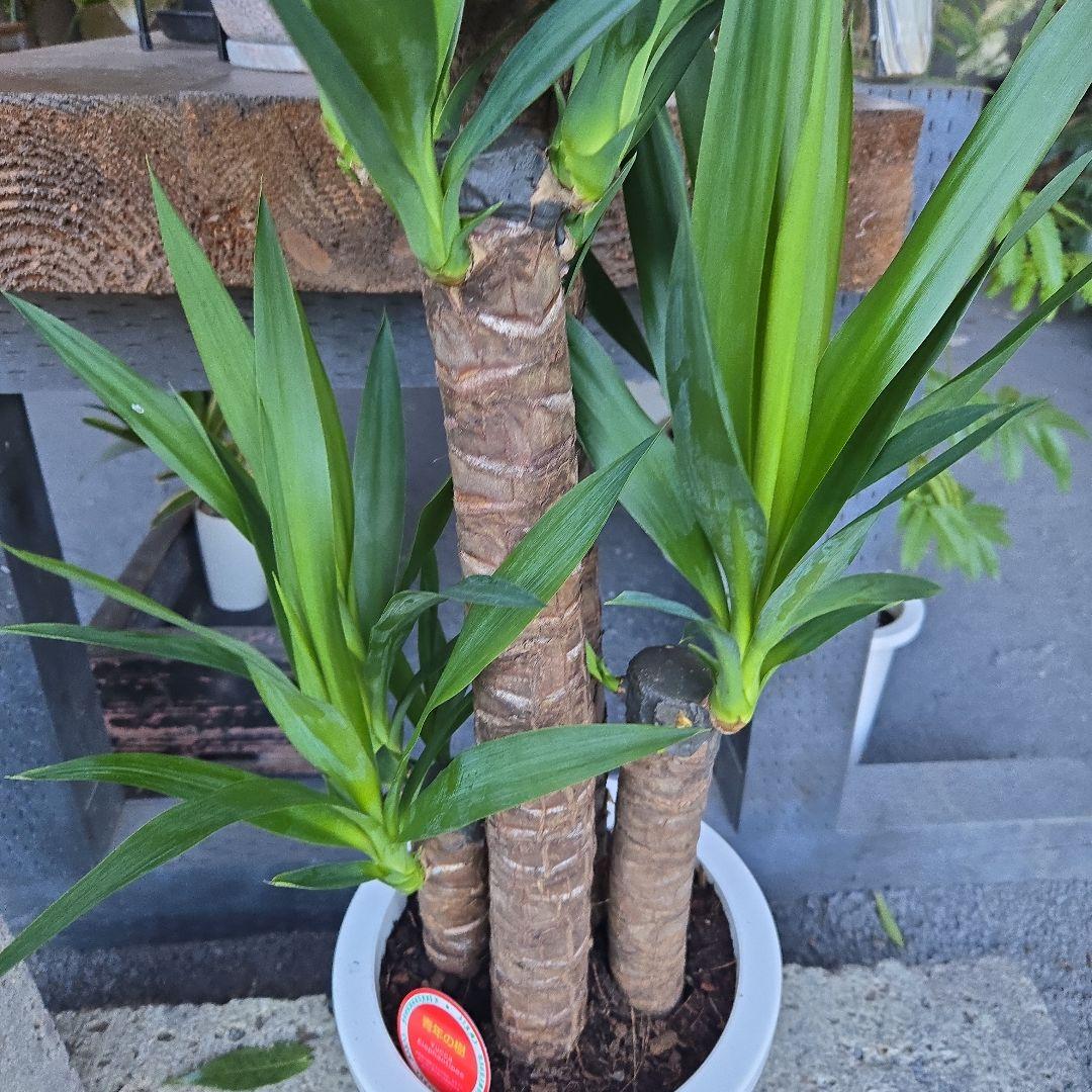 ①　ユッカ　エレファンティペス　８号　最高等級極上品‼️4本立ち