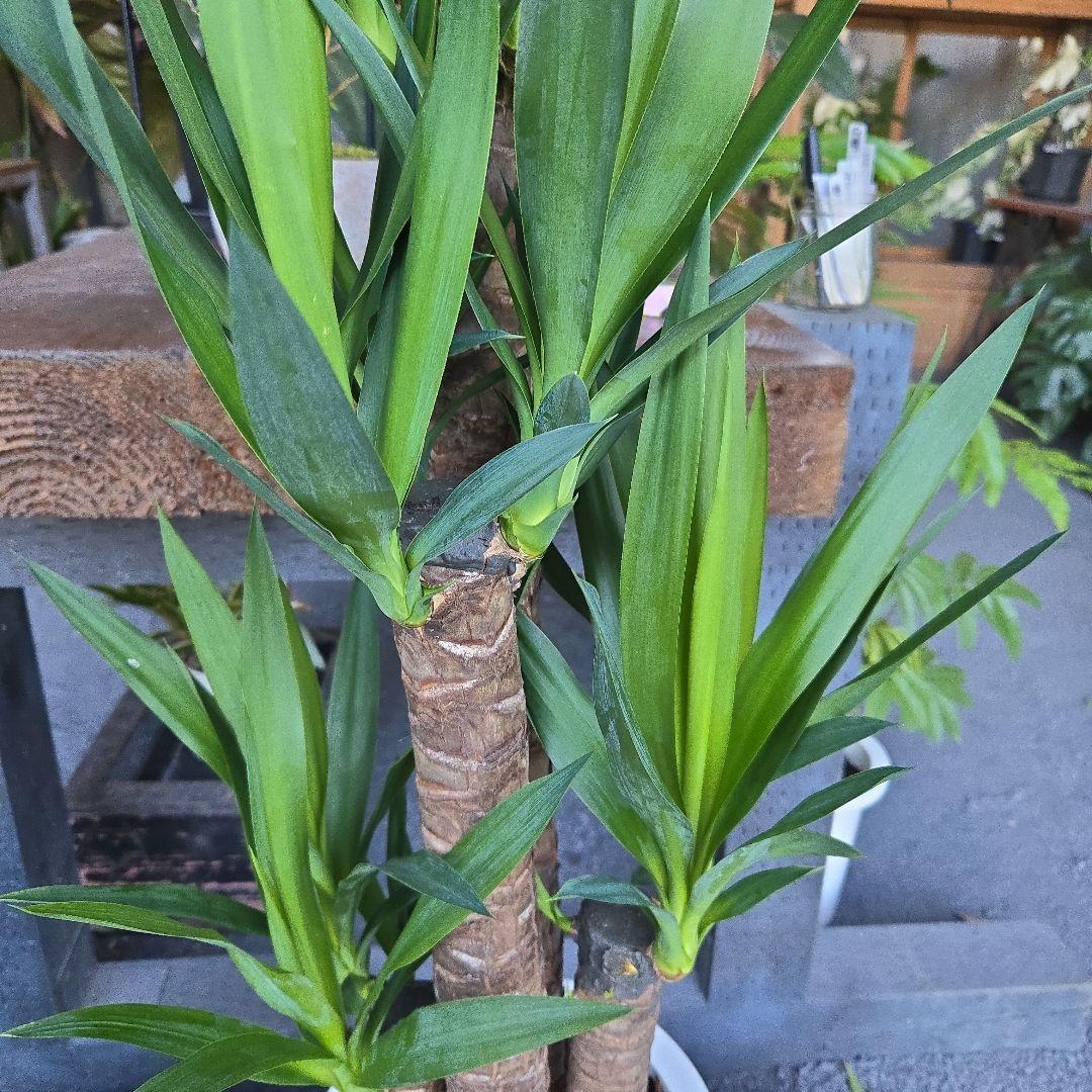 ①　ユッカ　エレファンティペス　８号　最高等級極上品‼️4本立ち