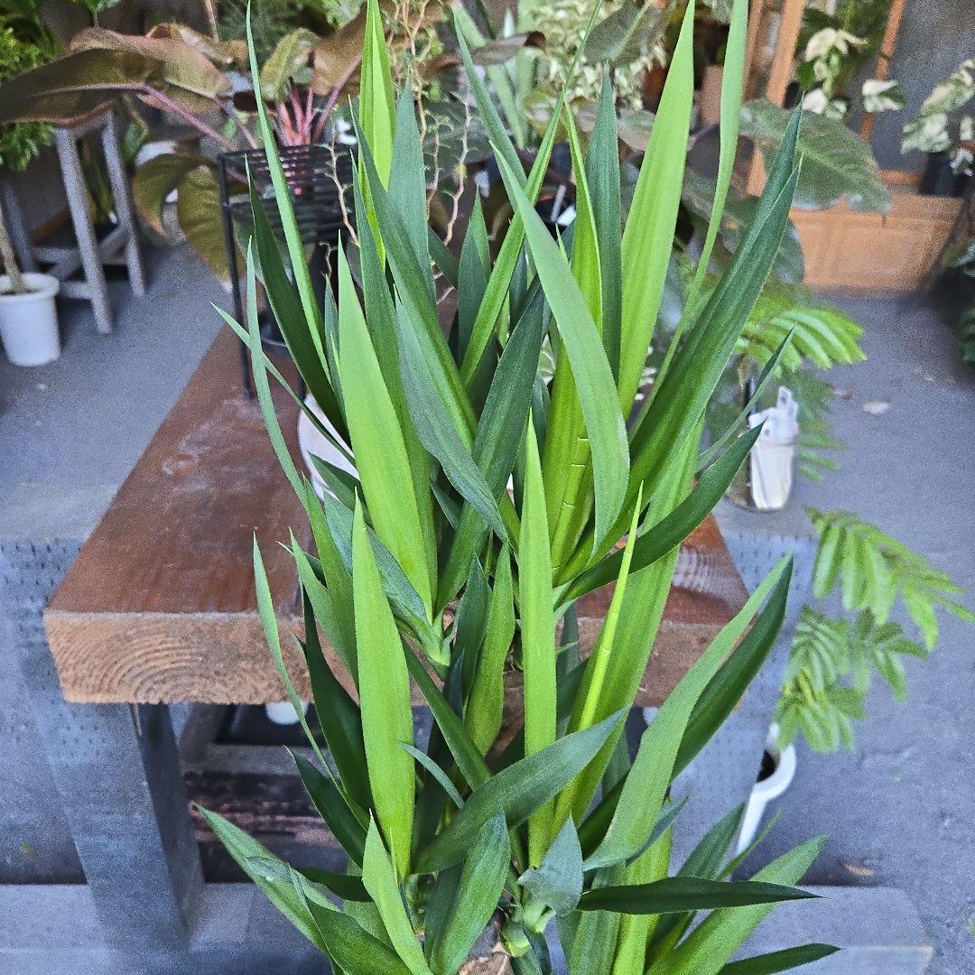 ①　ユッカ　エレファンティペス　８号　最高等級極上品‼️4本立ち