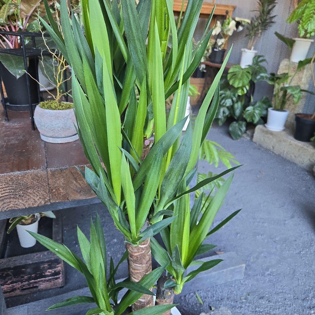 ①　ユッカ　エレファンティペス　８号　最高等級極上品‼️4本立ち