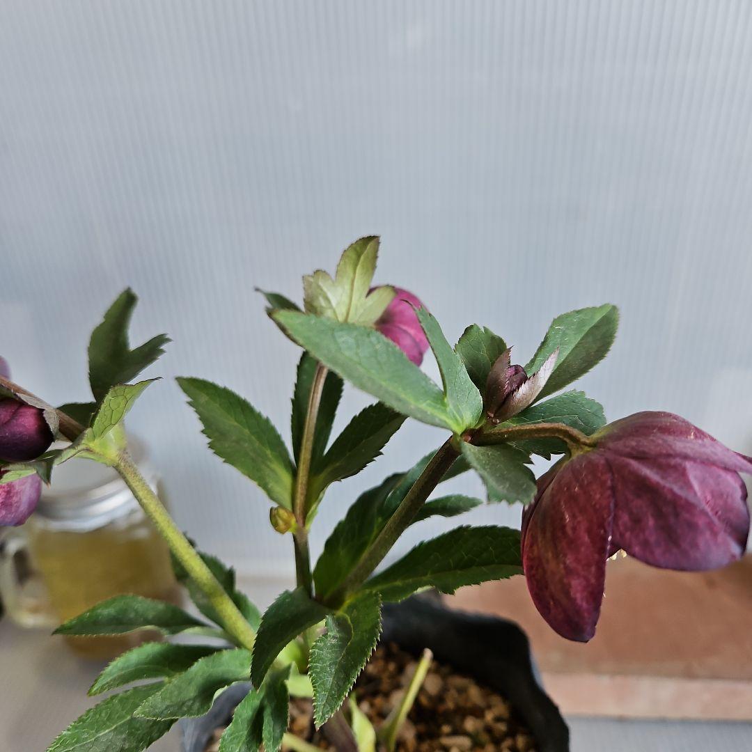 みぃ様お取り置き苗㉖-260クリスマスローズ