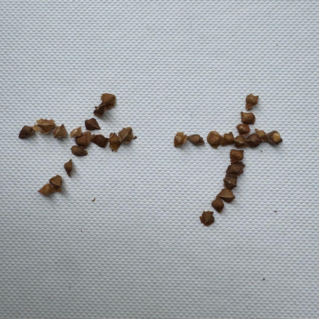 10月入荷 種子 10粒 ボスウェリア ナナ