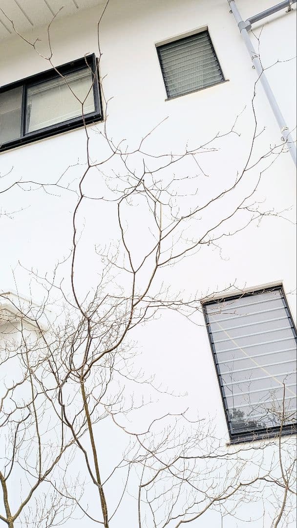 降臨。山採りドウダンツツジ。