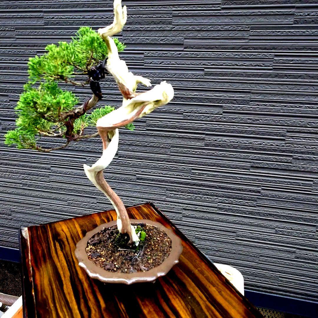 真柏　糸魚川　山木　樹齢100年以上 　明星山 採取