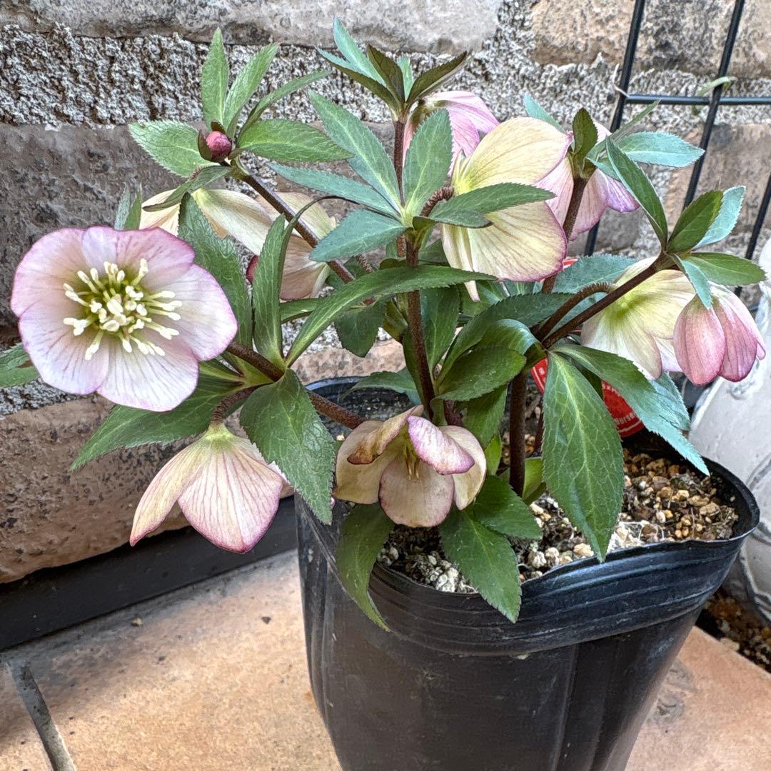 クリスマスローズ・プチドール