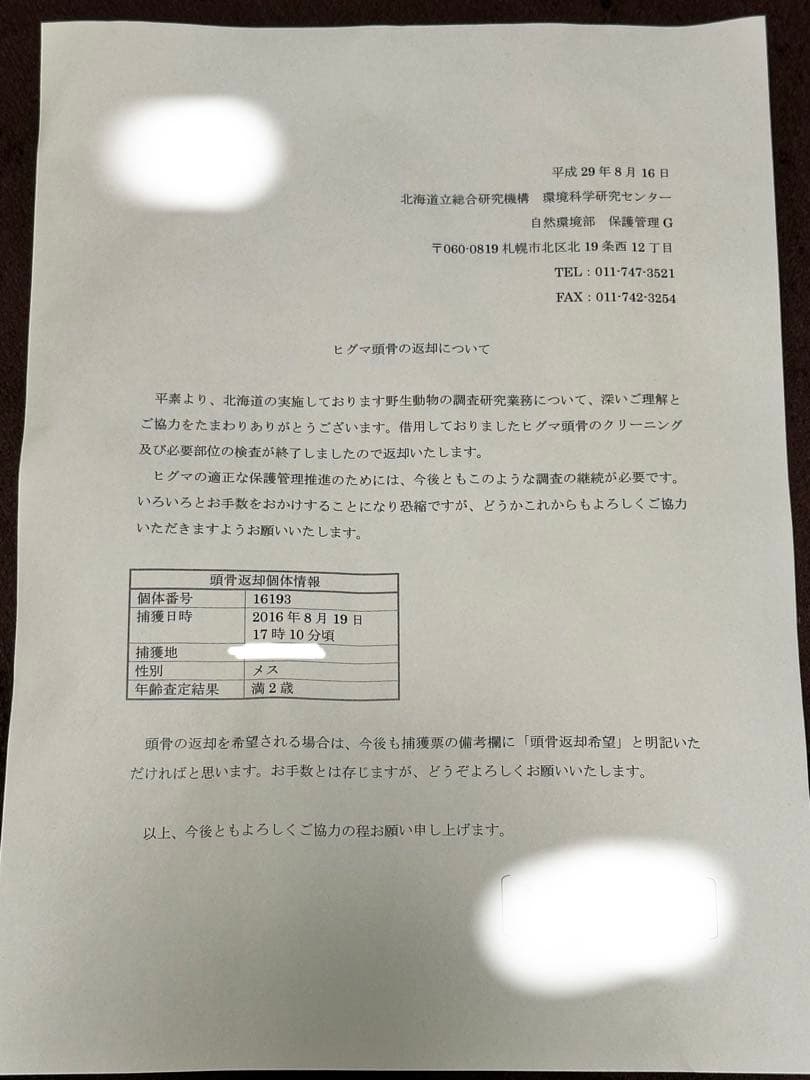 ヒグマ頭骨　書類付き　エゾヒグマ　骨格　標本　頭骨