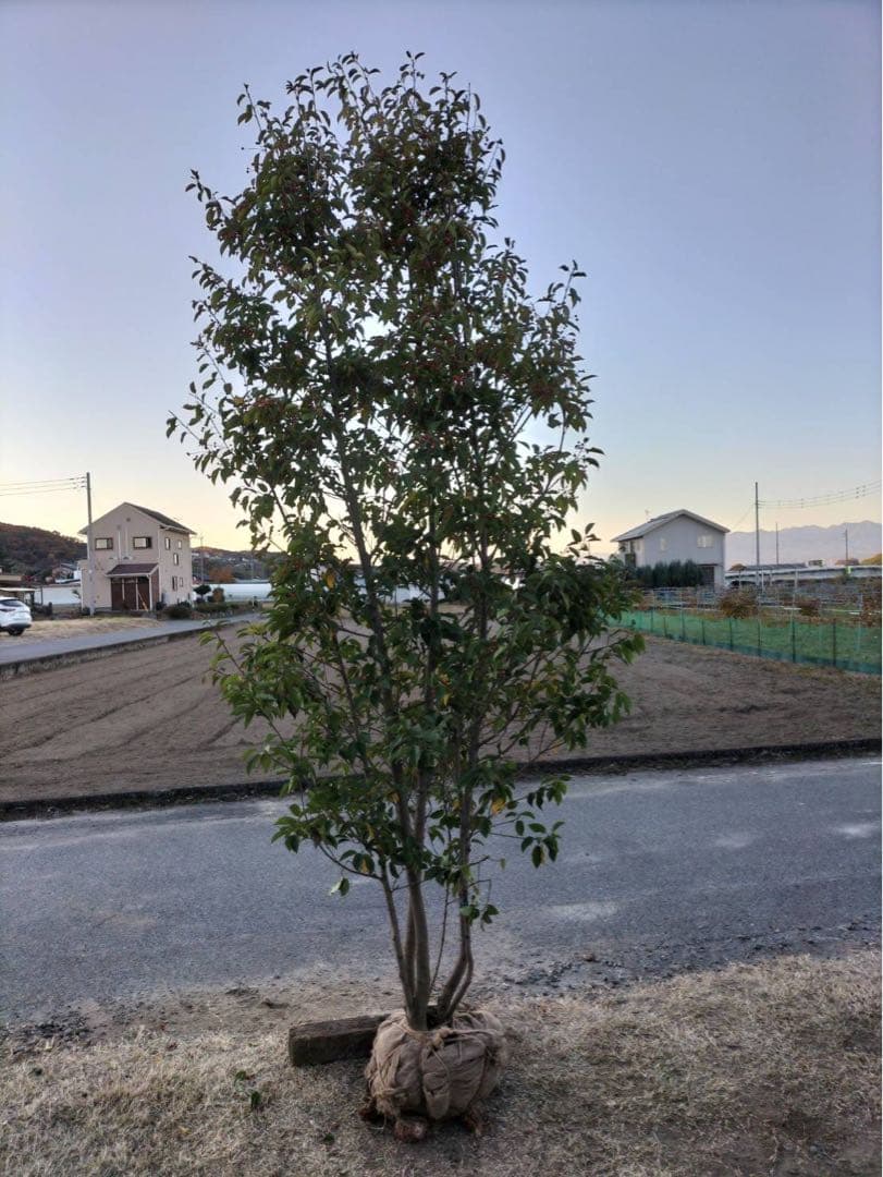 ソヨゴ メス 株立ち 6本立ち (実 すずなり)