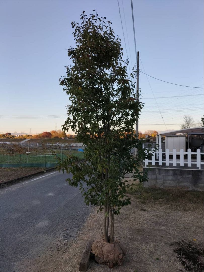 ソヨゴ メス 株立ち 6本立ち (実 すずなり)