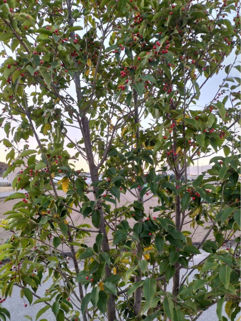 ソヨゴ メス 株立ち 6本立ち (実 すずなり)