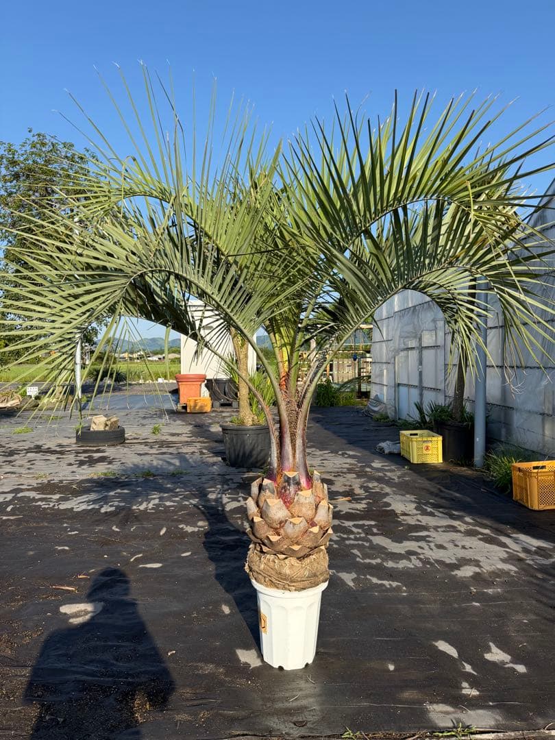 ココスヤシシルバーリーフ 【極太】葉先170cm 幹回り110cm 幹高40cm