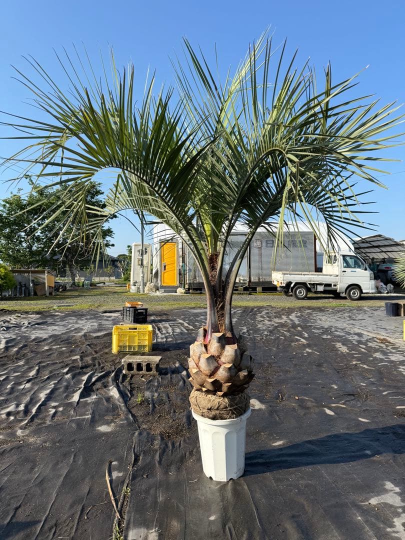 ココスヤシシルバーリーフ 【極太】葉先170cm 幹回り110cm 幹高40cm