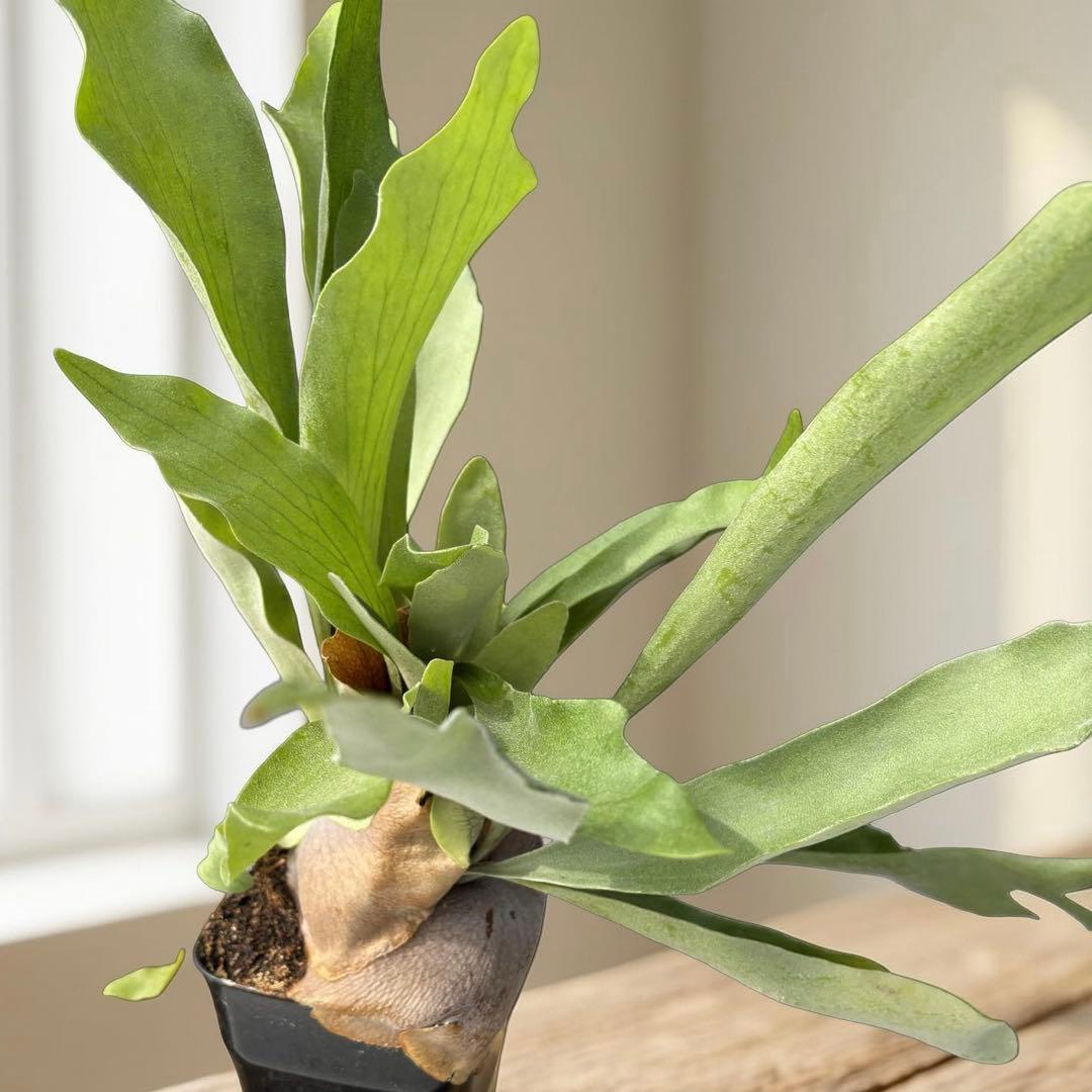 元気なビカクシダ 鉢上40センチ全長60センチ 明日発送