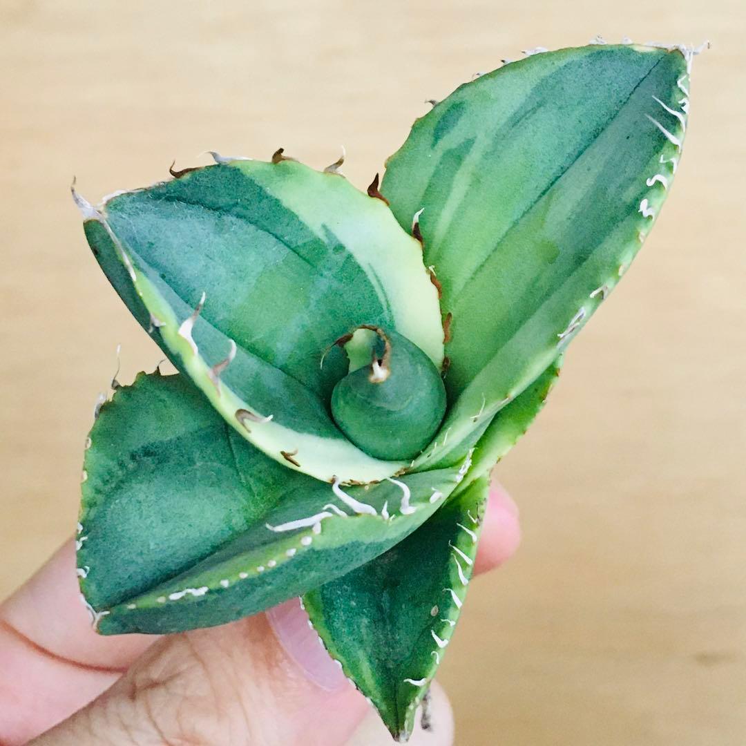 1 破壊神錦 TC株 黒棘 ライム覆輪斑 アガベ チタノタ ジャガーノート錦