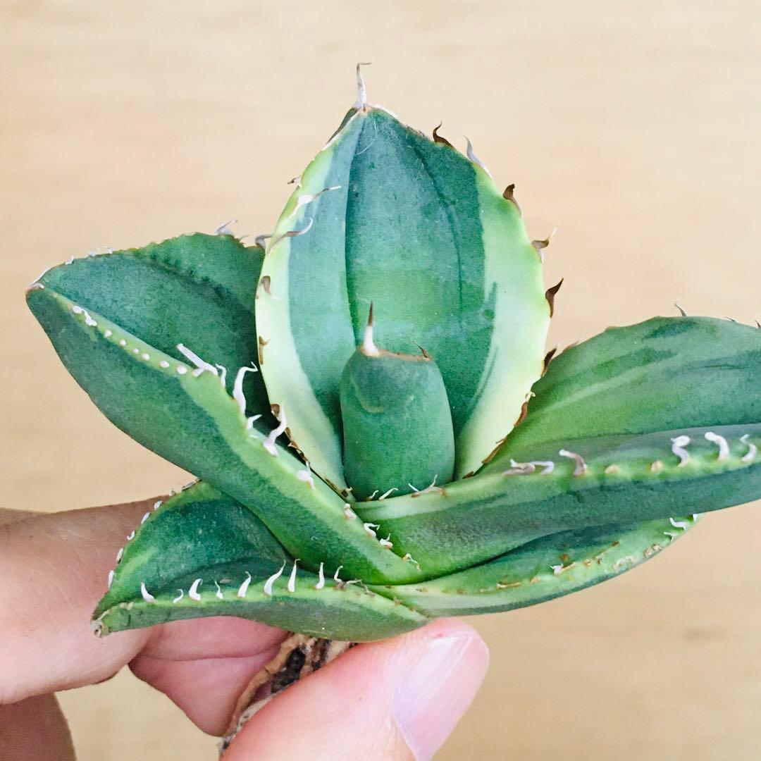 1 破壊神錦 TC株 黒棘 ライム覆輪斑 アガベ チタノタ ジャガーノート錦