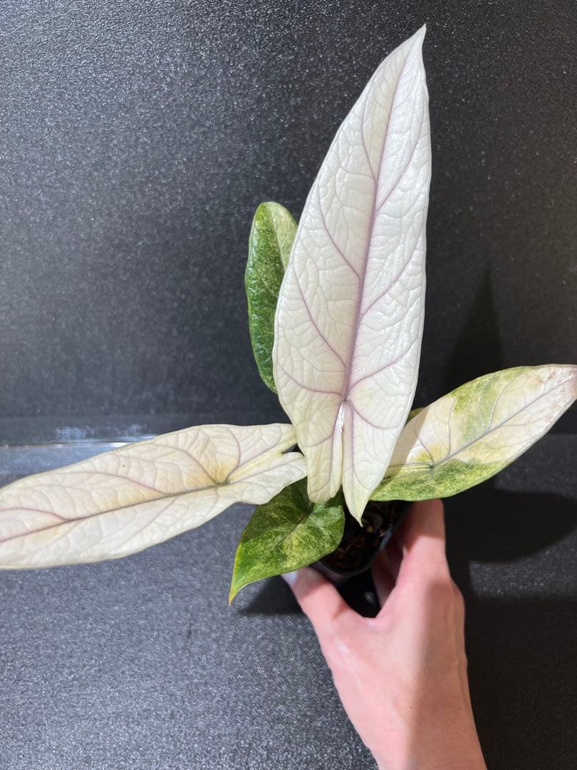 アロカシア スカルプラム ミント 芋