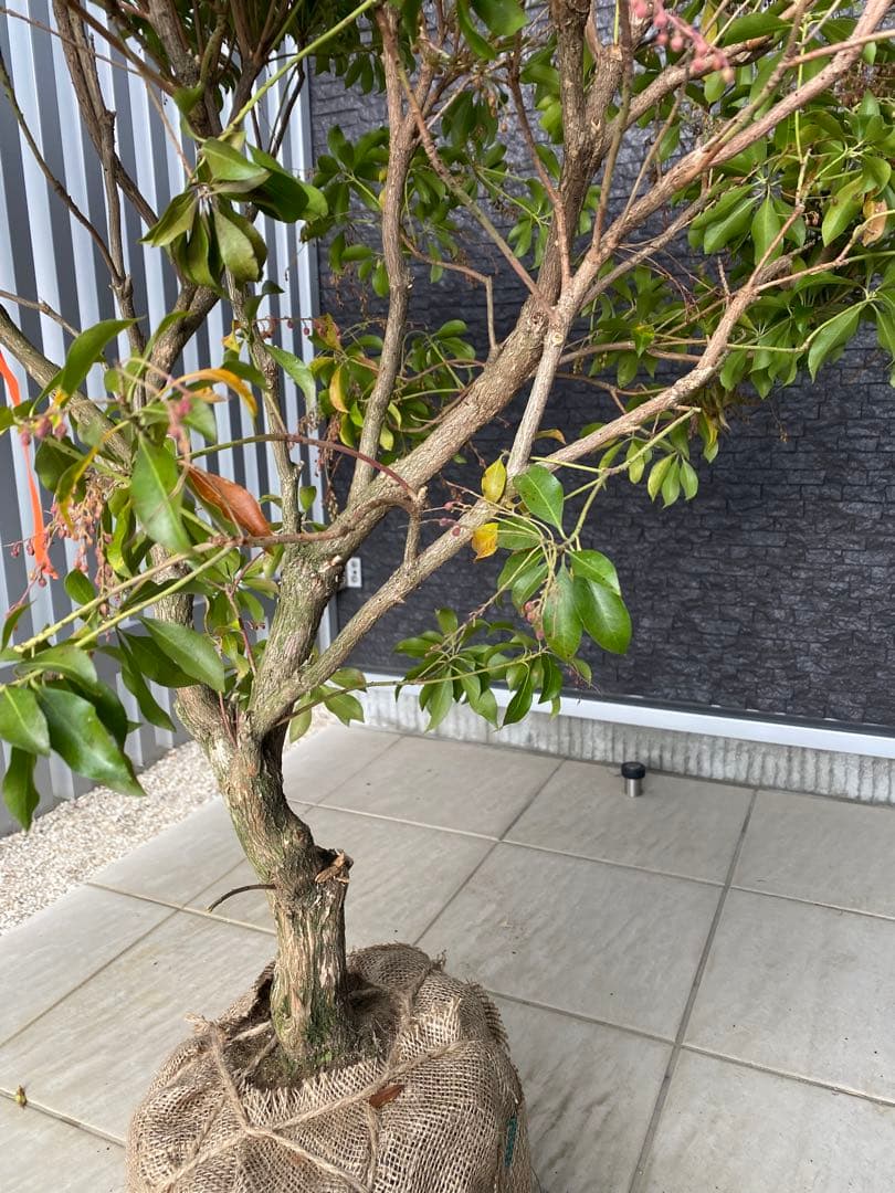 ベニアセビ　樹高H95cm