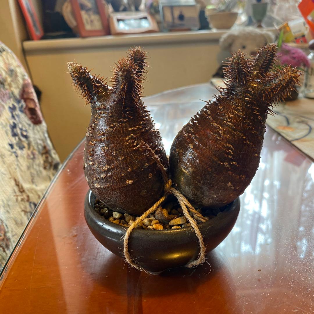 グラキリス 2頭 赤肌 良型 現地球