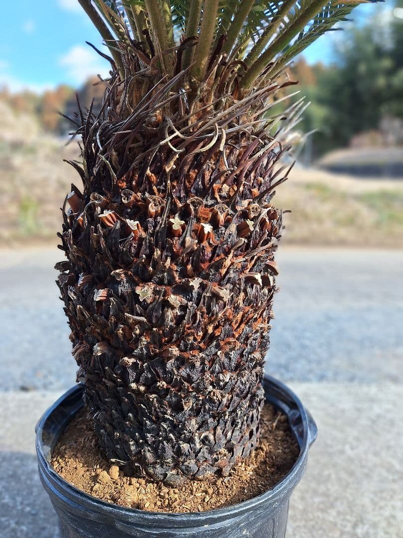 *ご注意)　葉を切っての発送になります。 ソテツ　蘇鉄　美株　極太