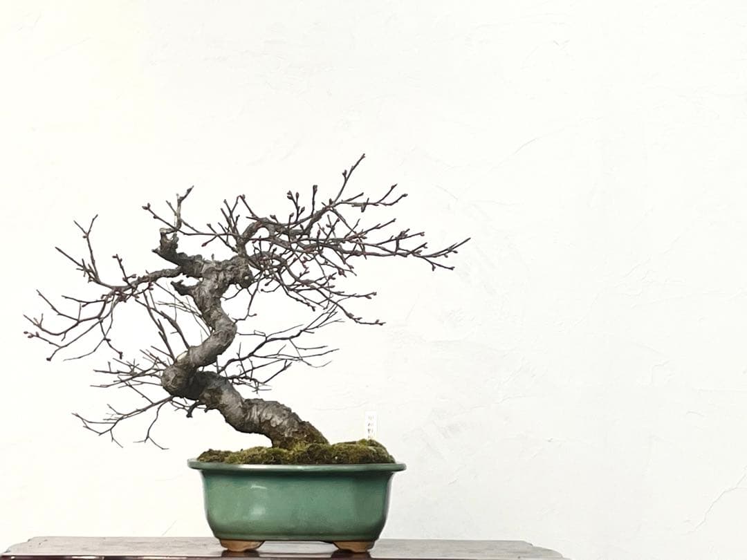 三河盆栽　甲州野梅　コウシュウ　ウメ　盆栽