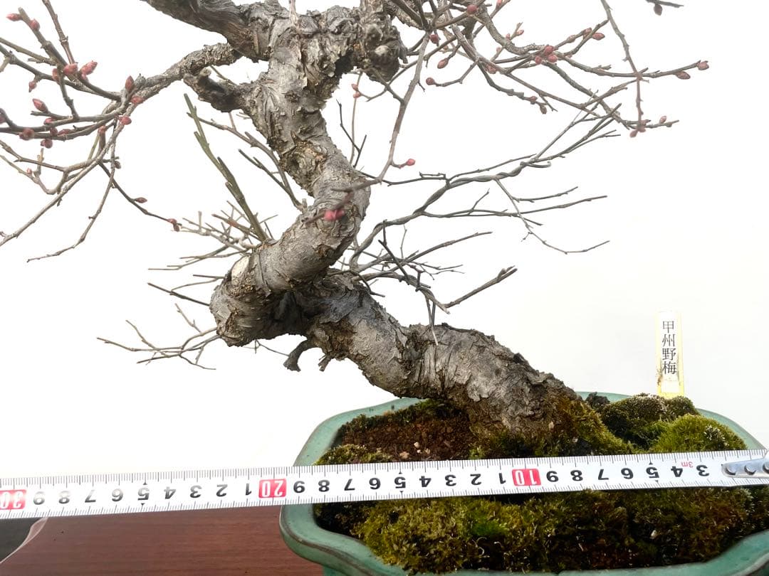 三河盆栽　甲州野梅　コウシュウ　ウメ　盆栽