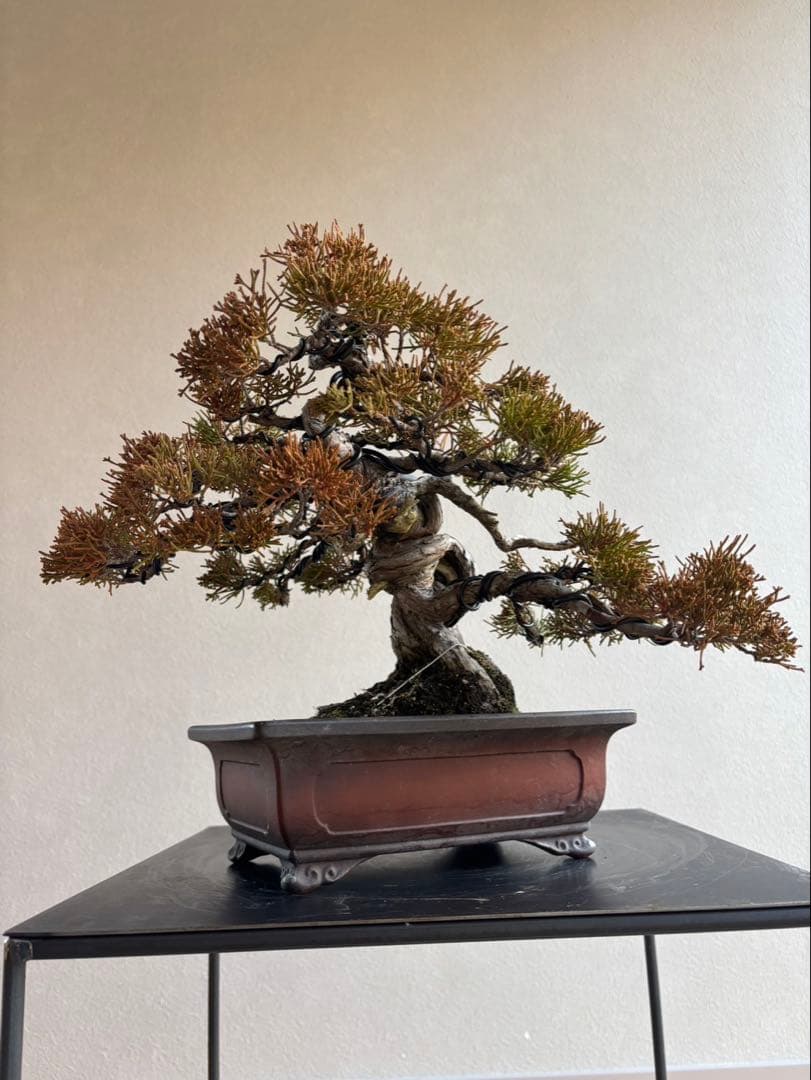 糸魚川真柏　盆栽　神舎利　捻転　樹齢約40年