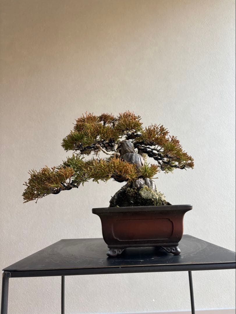 糸魚川真柏　盆栽　神舎利　捻転　樹齢約40年