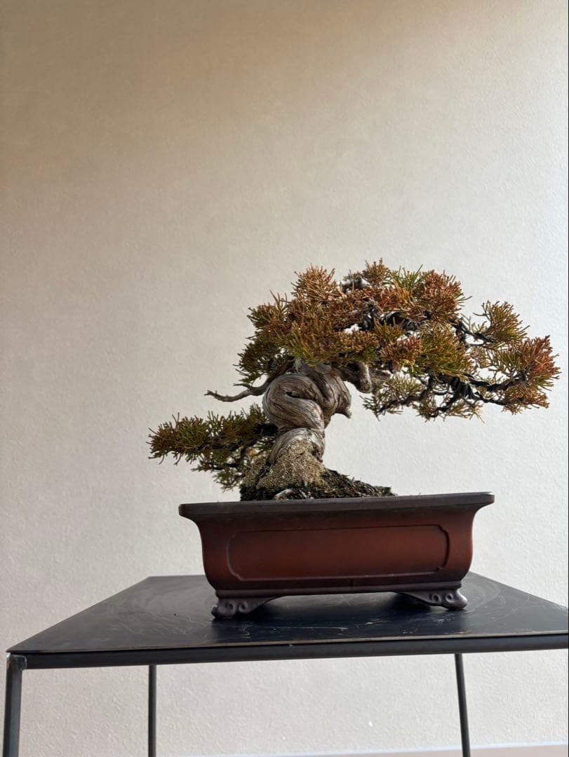 糸魚川真柏　盆栽　神舎利　捻転　樹齢約40年
