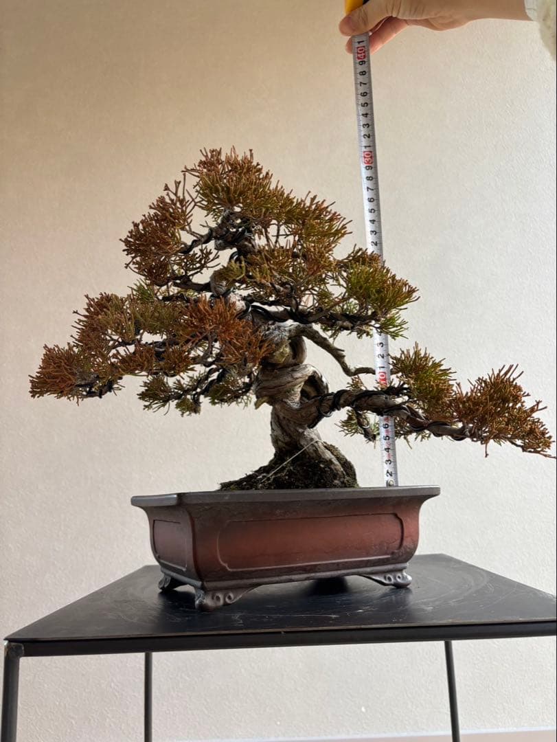 糸魚川真柏　盆栽　神舎利　捻転　樹齢約40年