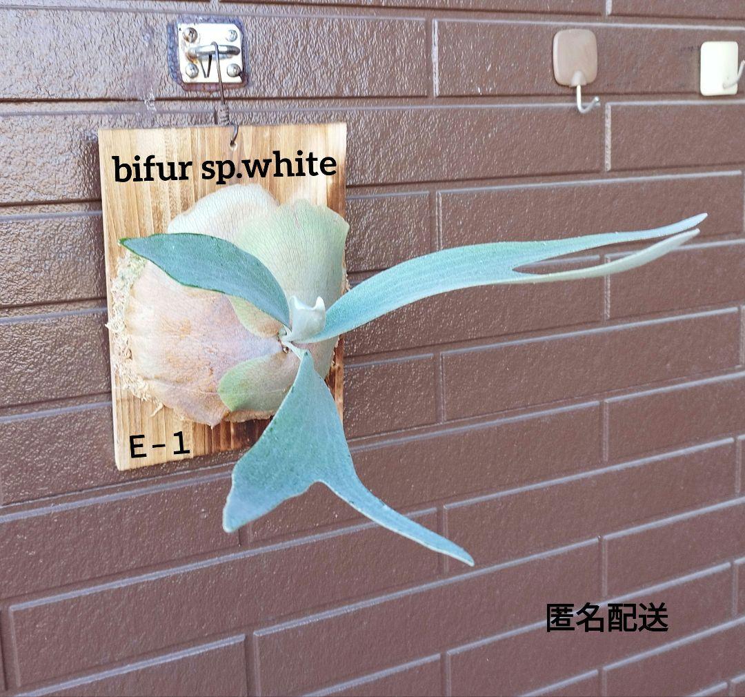 bifur sp.white E-1 (oc) 株分　 白ビフ　ビカクシダ