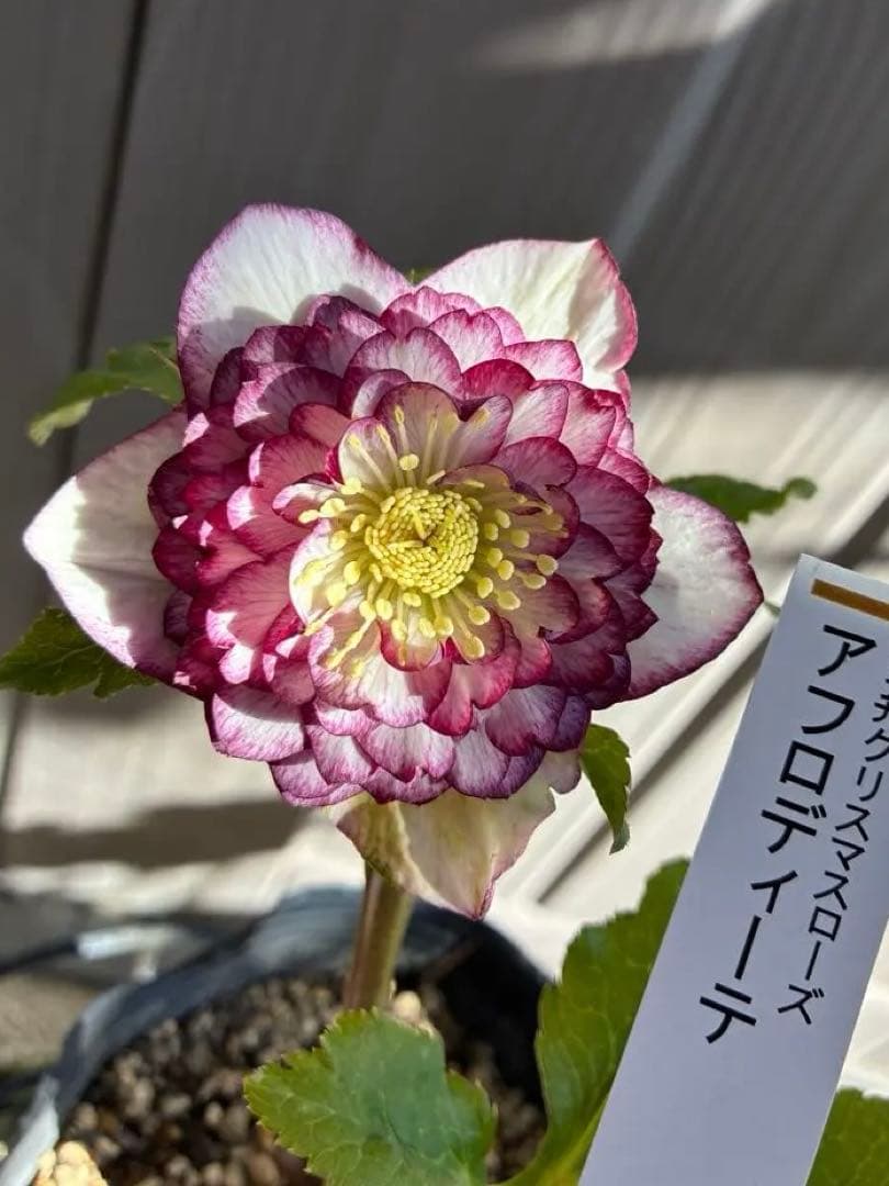 ♡認定♡アフロディーテ　極上整形花！！