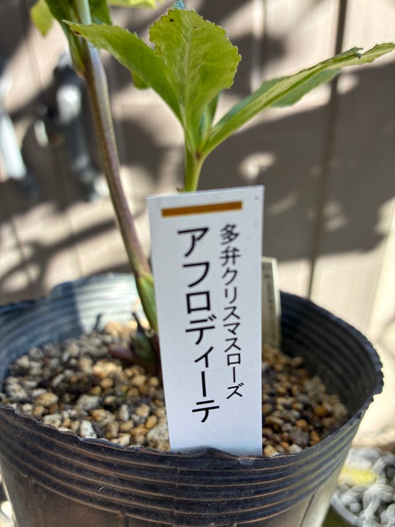 ♡認定♡アフロディーテ　極上整形花！！