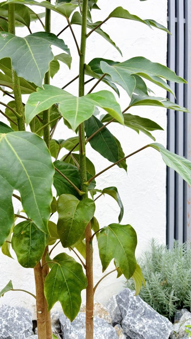 ※だにえる カクレミノ株立1.5M(鉢底から)品番J