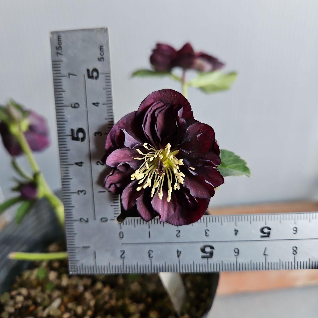 ぴくしー様ご購入苗✿㉖-29✿㉖-48㉖-407クリスマスローズ