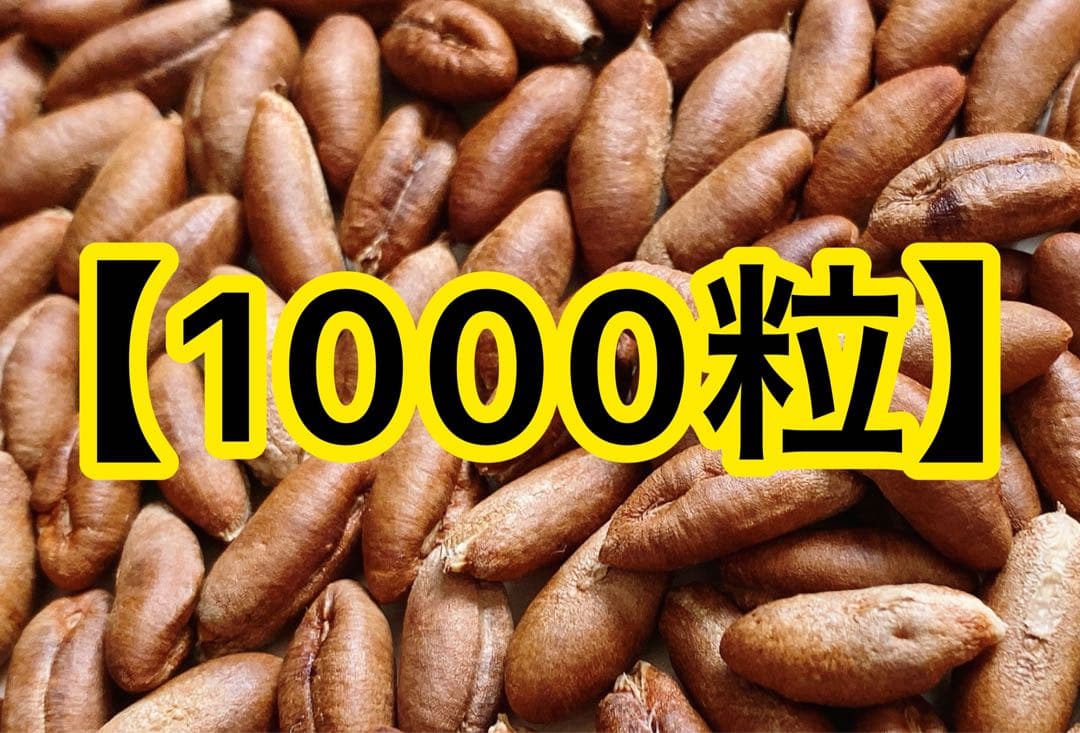 ㉛【栽培】1000粒 ナツメヤシ デーツ 種子 苗